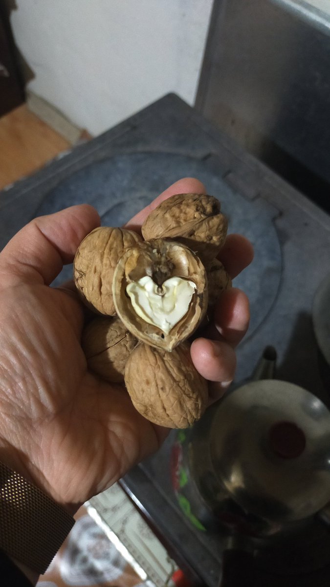 Taze cevizin son zamanına yetiştim 😍🤗