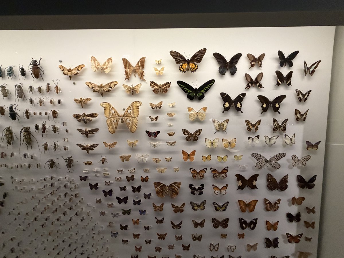 museum dateee I'm kinda an entomology guy lately bugs are sooo coooool 🪲