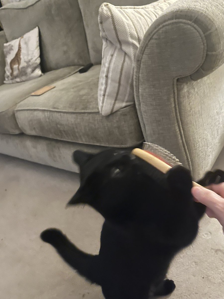 Sometimes you just have to attack da brushy 😹😹