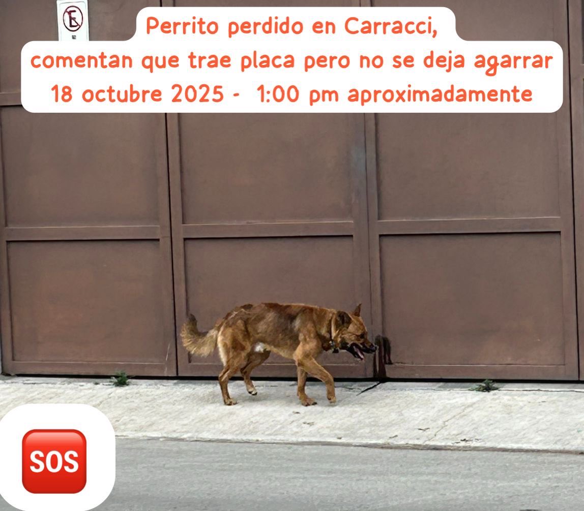 #Perrito perdido en #carracci #cdmx