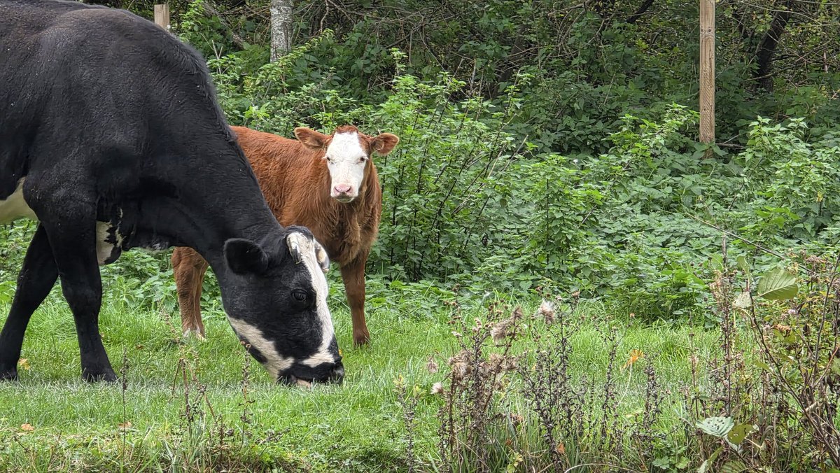 Julie Aris 🇺🇦🇬🇧 tweet media