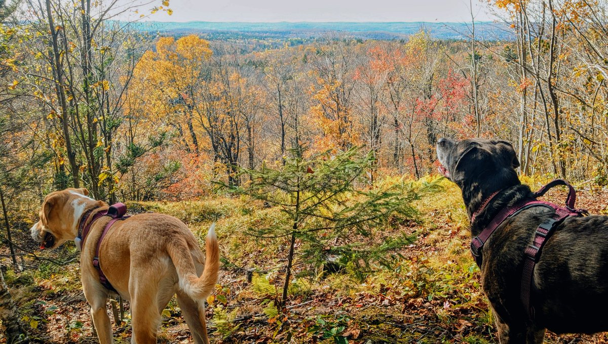 Hiking with the dogs, smoking that shit some dude on the bus just handed to me the other day. Call that Town &amp; Country.