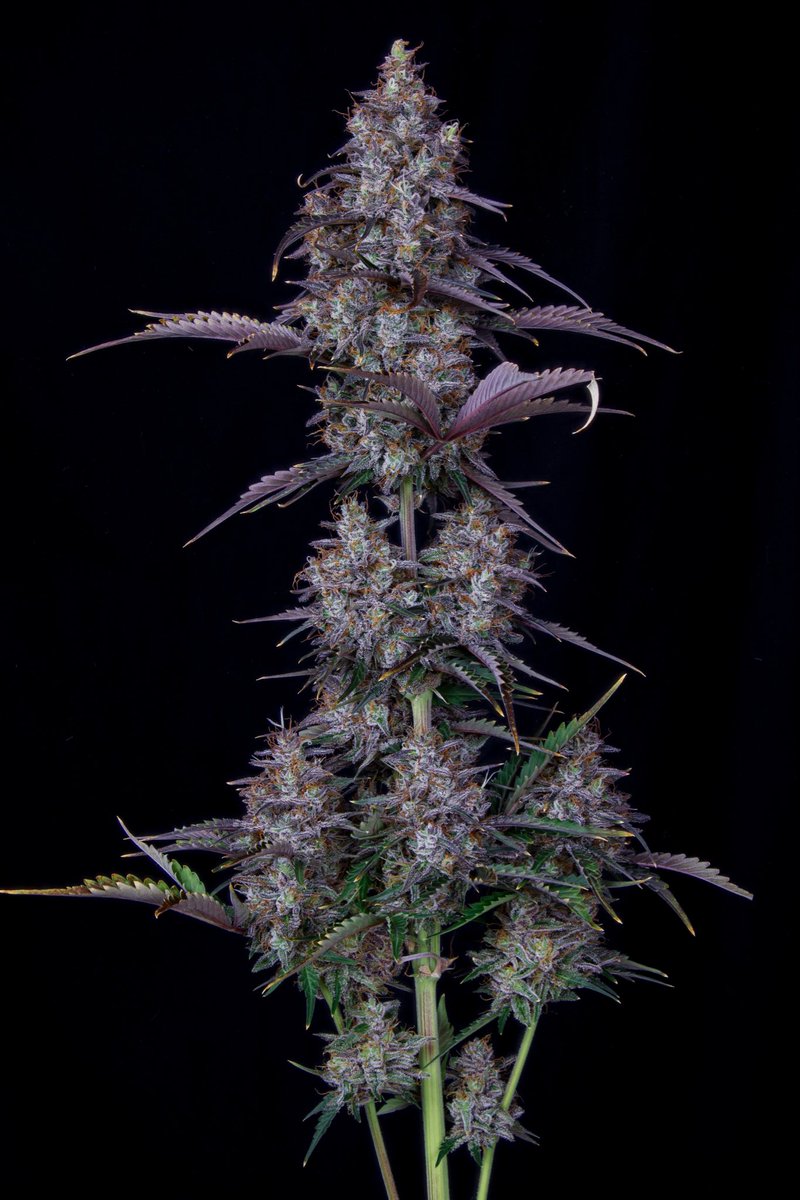 Love it when they color up like this.. pretty amazing seeing the fade💜 

Ghost Boosters (Apollo Haze x Fantasmo Express) .