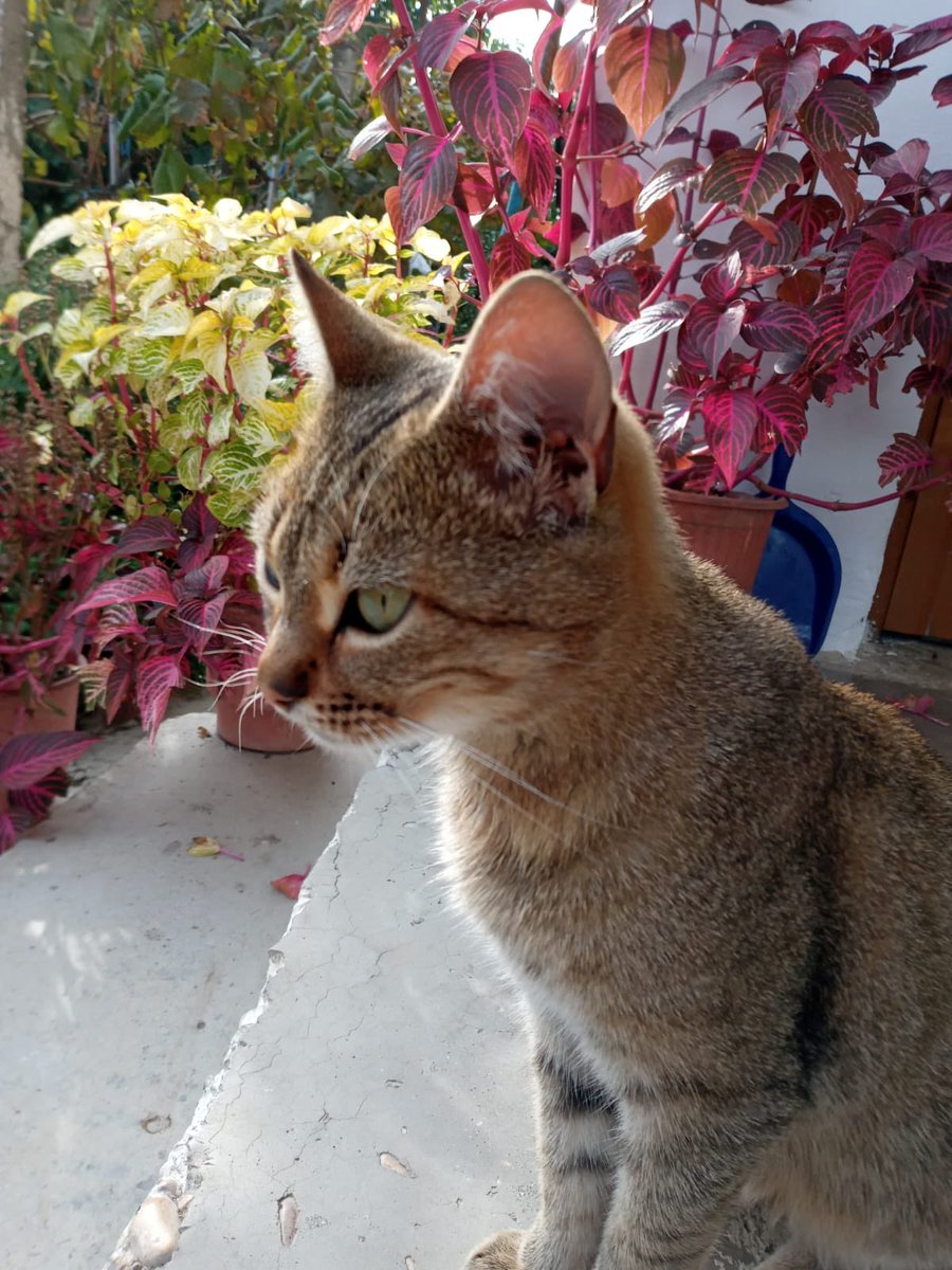 BunkermanV2's tweet image. Bonifac