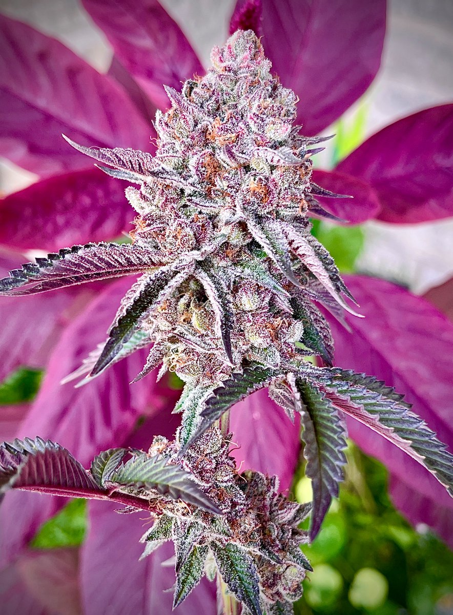 Got second place photo of the month for this eg strawneapple- lost by one vote