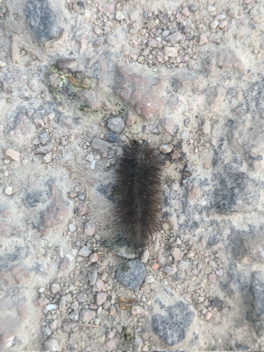 found a catterpillar today