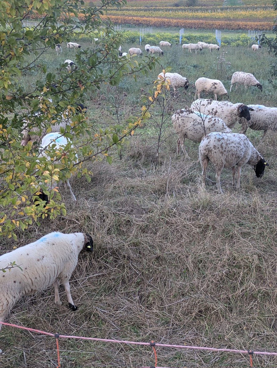 I randomly found these sheep today.. there usually not here! :)