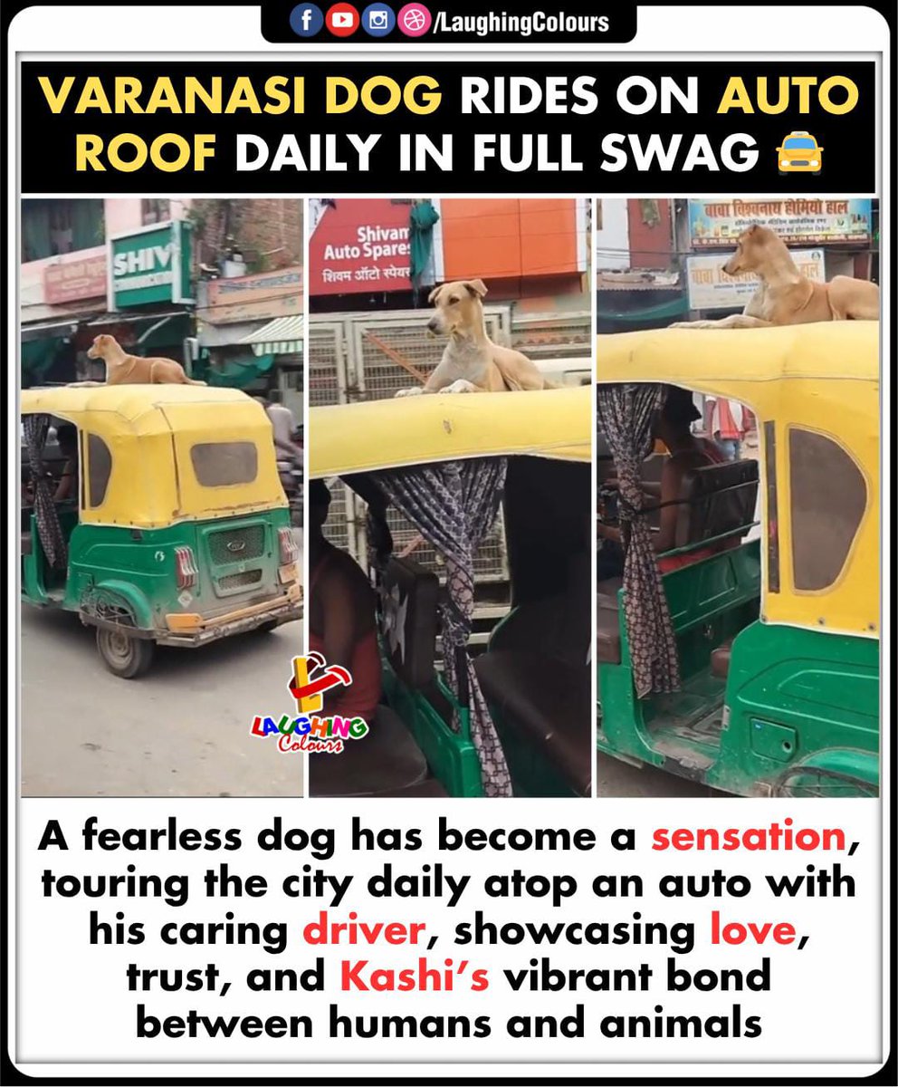 LaughingColours's tweet image. Swag wala dog of Kashi 🐕‍🦺

#Varanasi #ViralDog #AutoRide #KashiVibes #AnimalLove #IndiaMoments