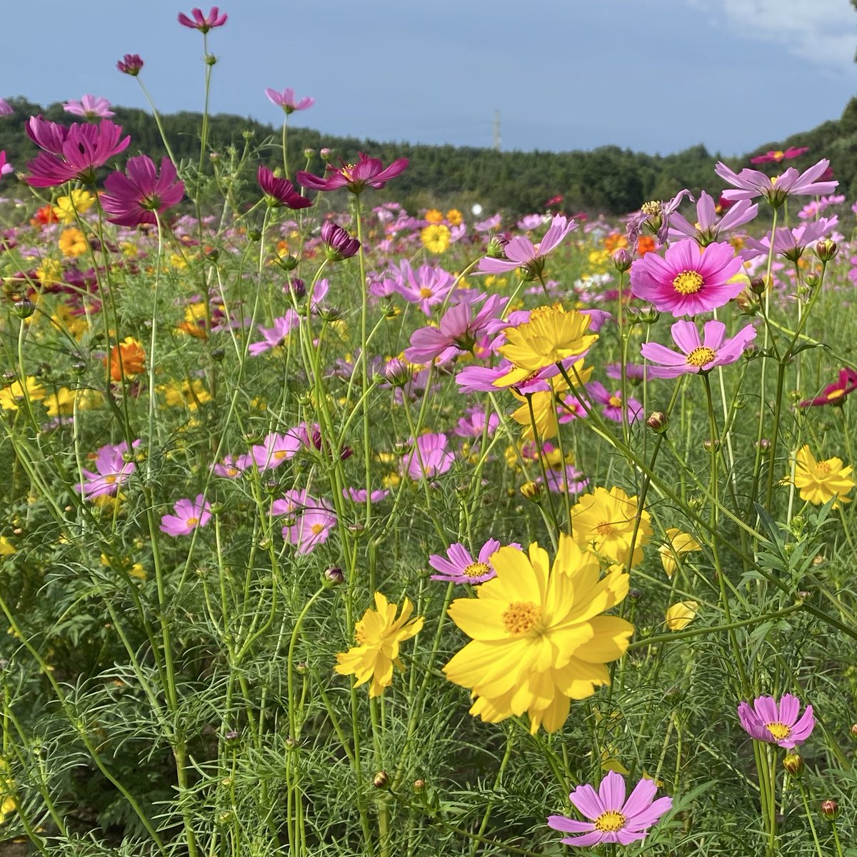 ひろみ 🦋 (@u90pVKxMdO9ffre) / Posts / X