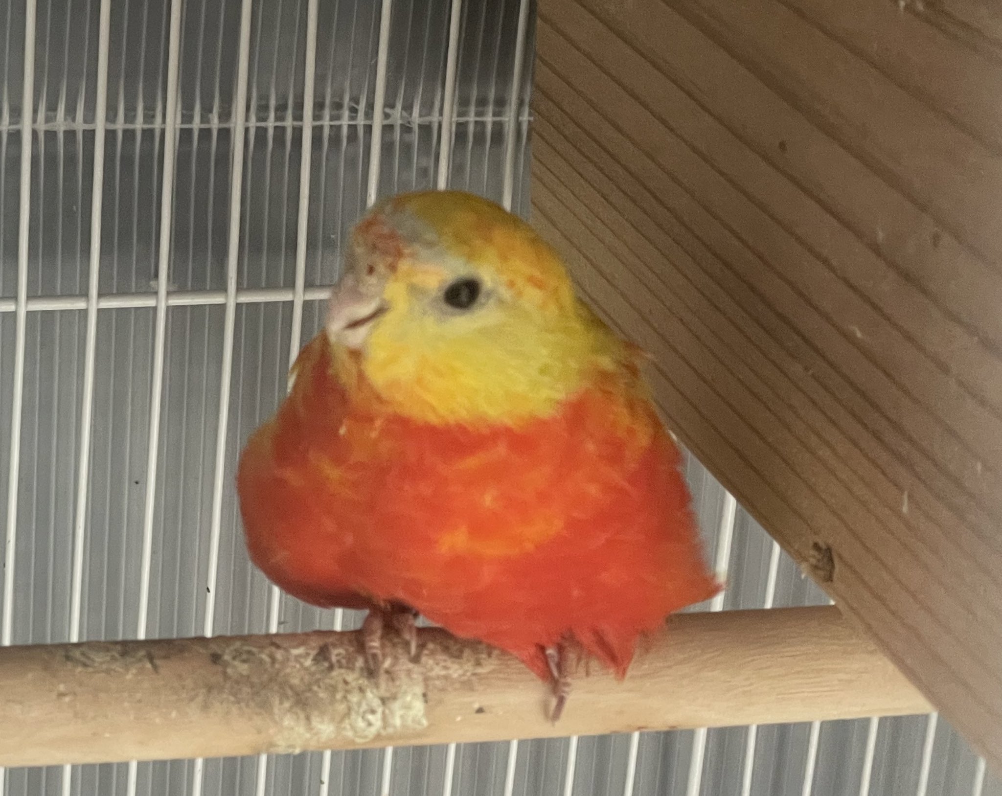 3鳥　カメックス　まとめ GLOBAL ANIMALS on X