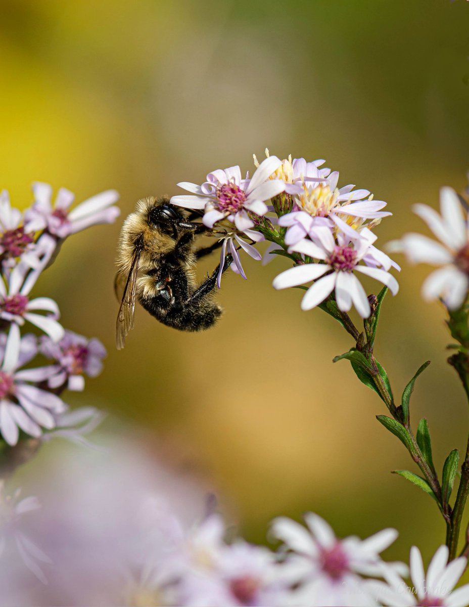 Last flowers, last bugs...

Bumblebee - Bourdon

#NaturePhotography