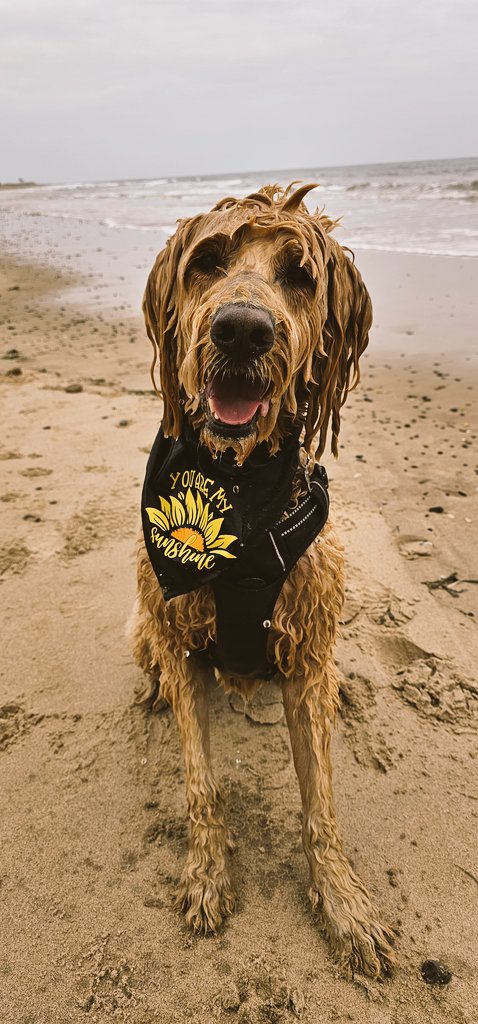 MossyandMurphy's tweet image. Good evening, everyone, are you all safe &amp;amp; well? We had a day of adventure today, including a trip to #Alnmouth where Him Indoors found a lost ball, so I chased it A LOT. Mossy wants to point out that less than 2 minutes passed between these photos being taken 🤣 #ballislife