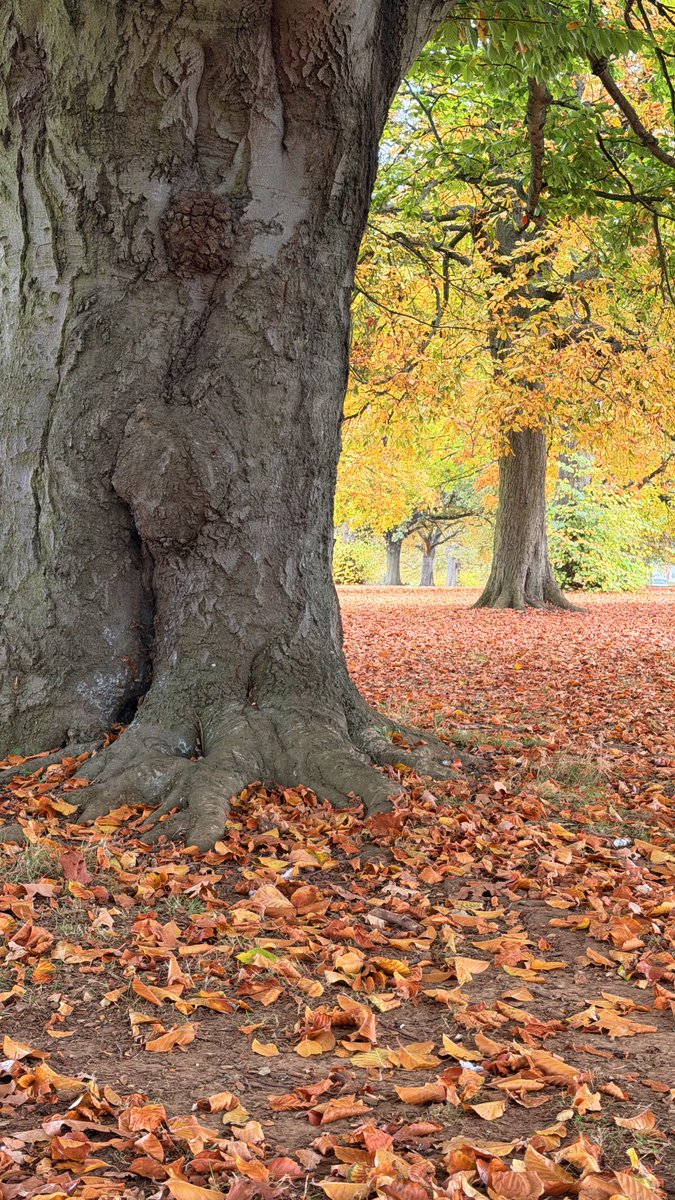 Don’t blink or you’ll miss the trees doing their yearly wardrobe change!

My shots, my leaves, my copyright.