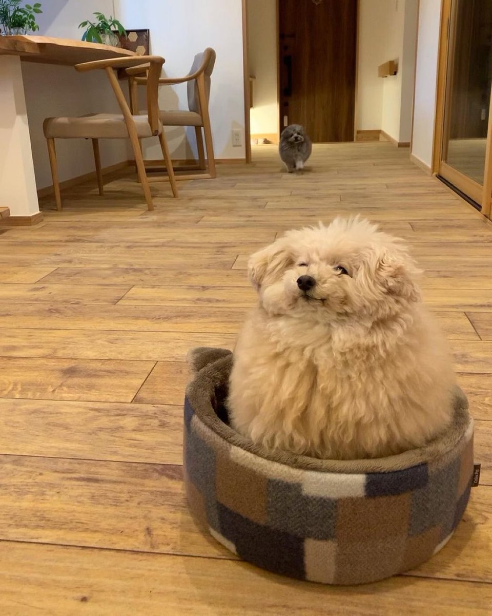 out of context dogs (@contextdogs) on Twitter photo 