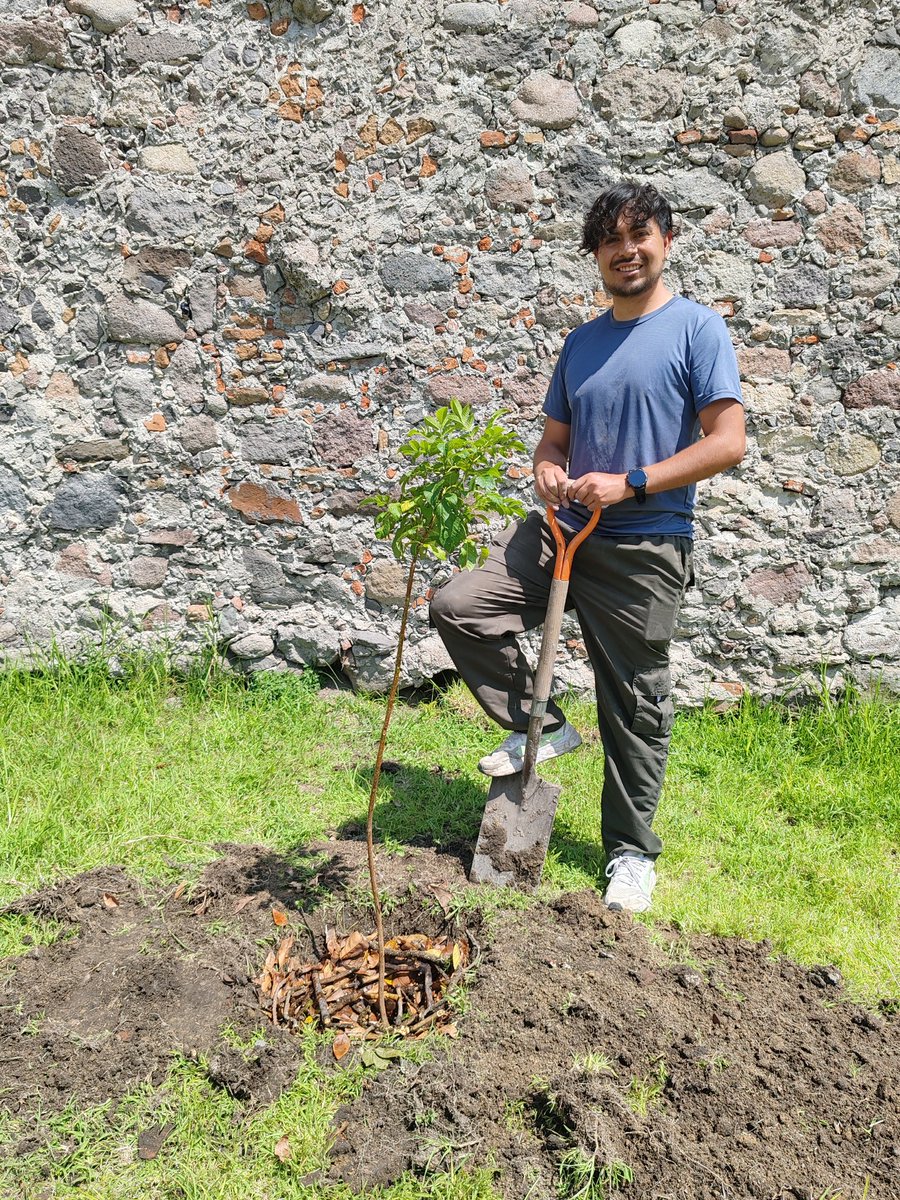 arboles_puebla's tweet photo. Plantación de #cazahuate, arbusto y #tronadora en el #ParqueJerusalem. Especies nativas benéficas para la biodiversidad.
Gracias Selene Agustin de @Granjalatierra y a Rodolfo de @GuardabosqueUrb por la donación de los ejemplares.
#ParticipaciónSocial #BiodiversidadUrbana https://t.co/i6AY67zR0h