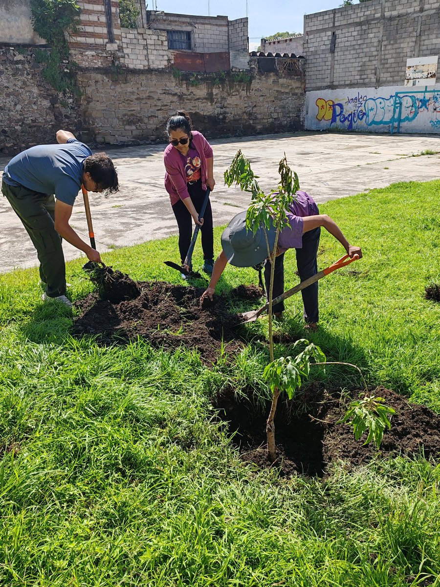 arboles_puebla's tweet photo. Plantación de #cazahuate, arbusto y #tronadora en el #ParqueJerusalem. Especies nativas benéficas para la biodiversidad.
Gracias Selene Agustin de @Granjalatierra y a Rodolfo de @GuardabosqueUrb por la donación de los ejemplares.
#ParticipaciónSocial #BiodiversidadUrbana https://t.co/i6AY67zR0h