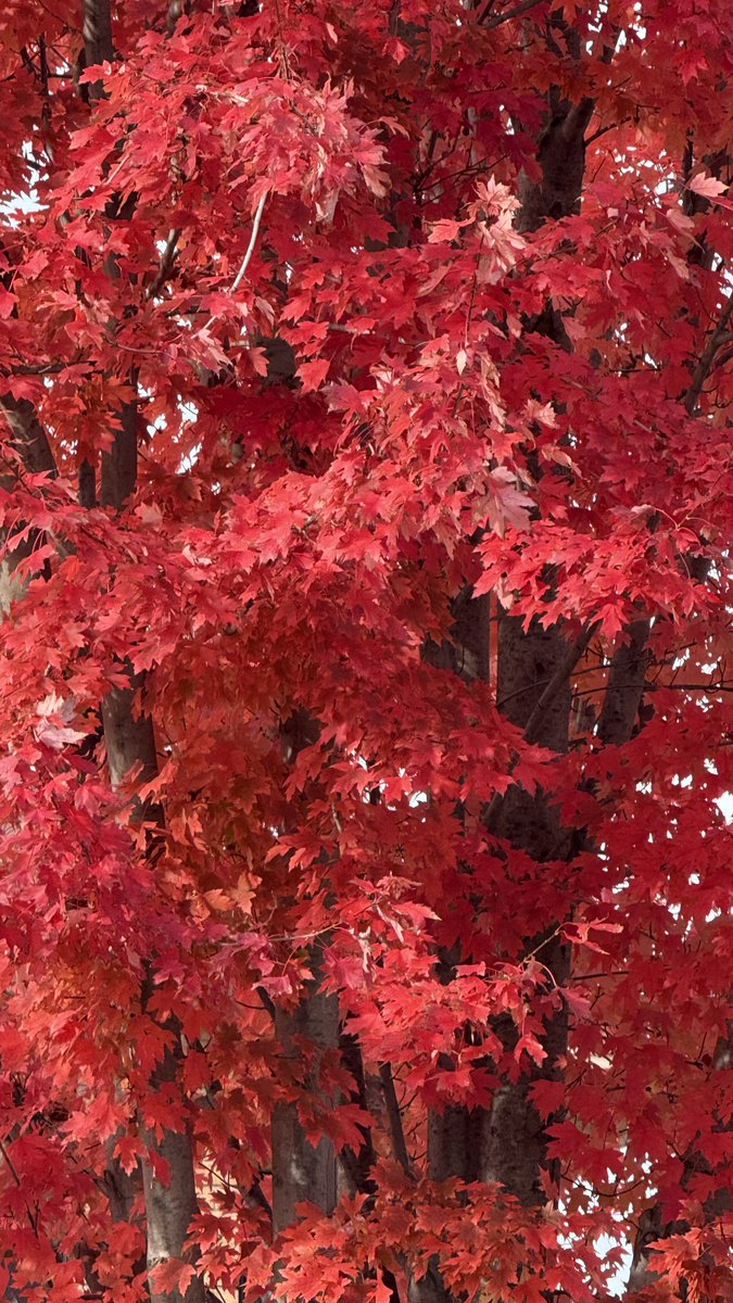 Buralar böyle…. 

#Toronto #Fall