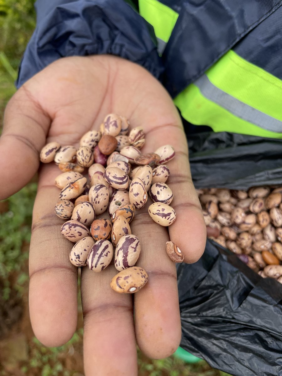 Support sustainable farming &amp; compassion! 🌱💚 Donate to our organic seed distribution &amp; help us empower more farmers. Let's grow a kinder world, together! 🌟 #EthicalVegansCommunity #OrganicSeeds #Sustainability" goto.gg/67363