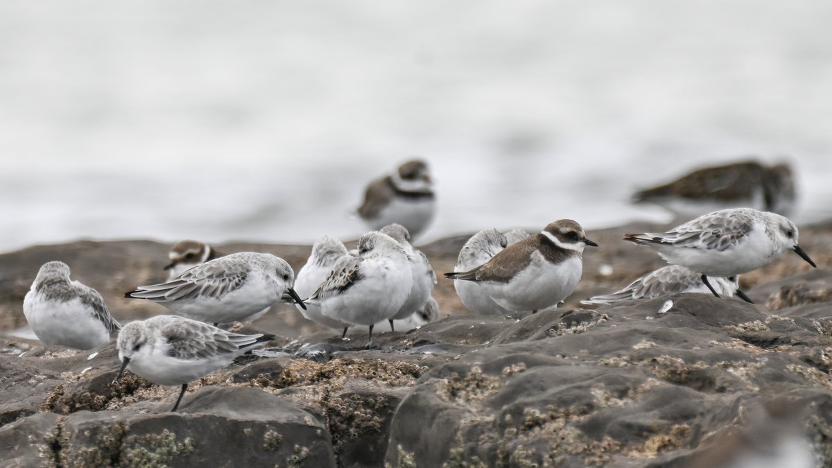 Frank Sengpiel 👨🏼‍🔬🧠🌵🦋🦉🦊🌺 tweet media