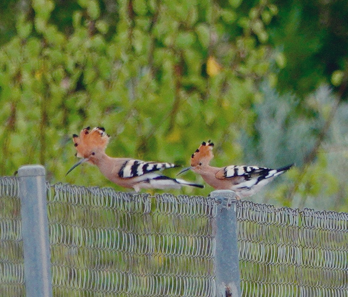 lyn lambert💙💛🇺🇦 tweet media