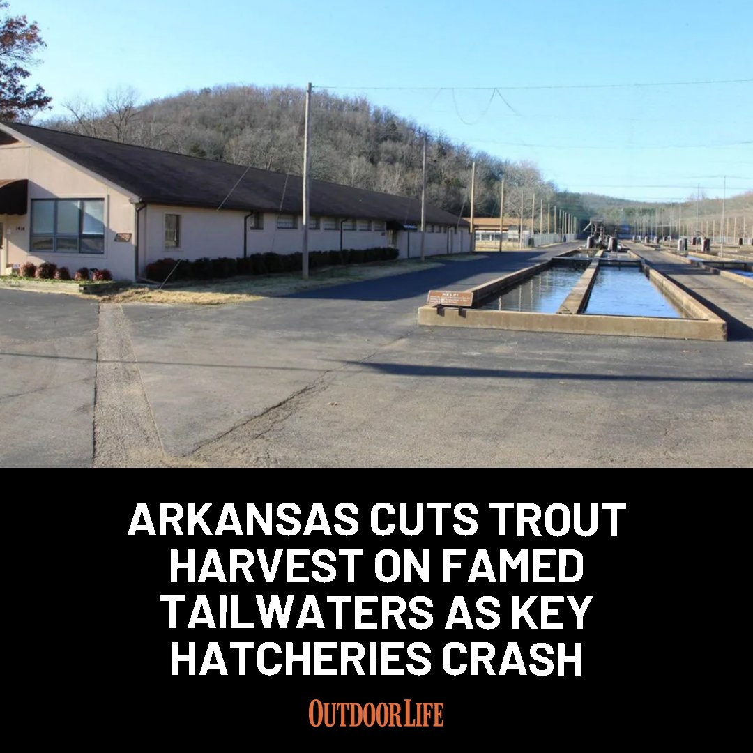 Fisheries officials say they've lost millions of stocker trout, and that restricting harvest is the best way to protect the fisheries: trib.al/BtGb0yg