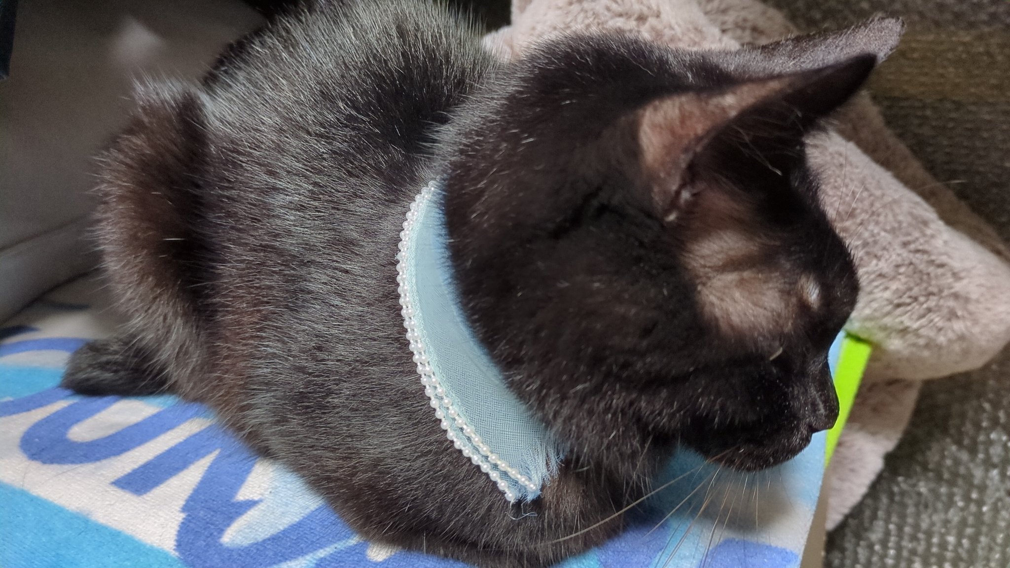 Michi 　よろしくお願いします。 楽天市場】【名入れカード】よろしくおねがいしますカード（名刺