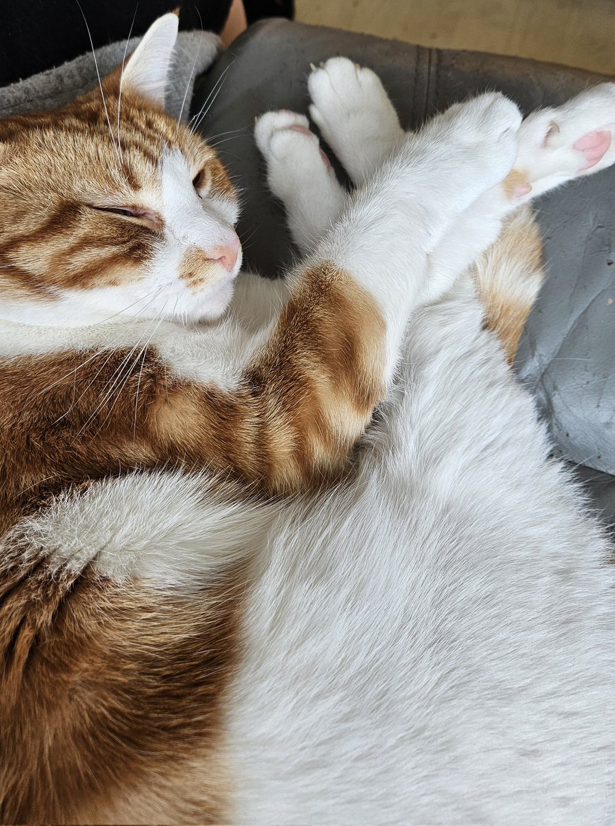 🐈💕😍 Goodnight to all my fur friends sweet dreams 💤 love from Rusty 😍💕🐈

#CatsOfTwitter #CatsOnTwitter #Cat #cats #CatsAreFamily