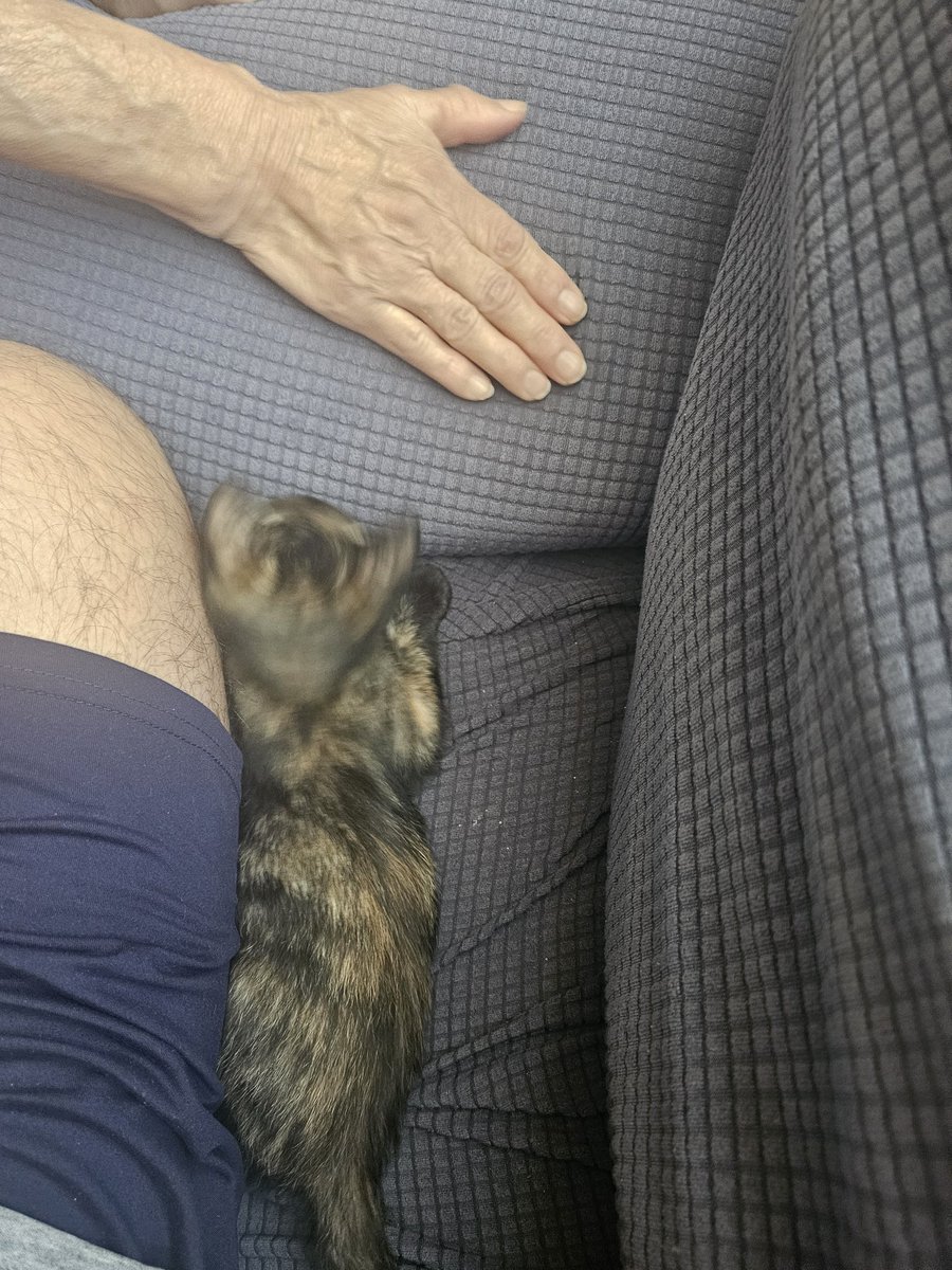 JLVA7's tweet photo. Es bien amorosa, ahora acostumbrados a los arañazos ja ja ja https://t.co/2hJUCiDBf3