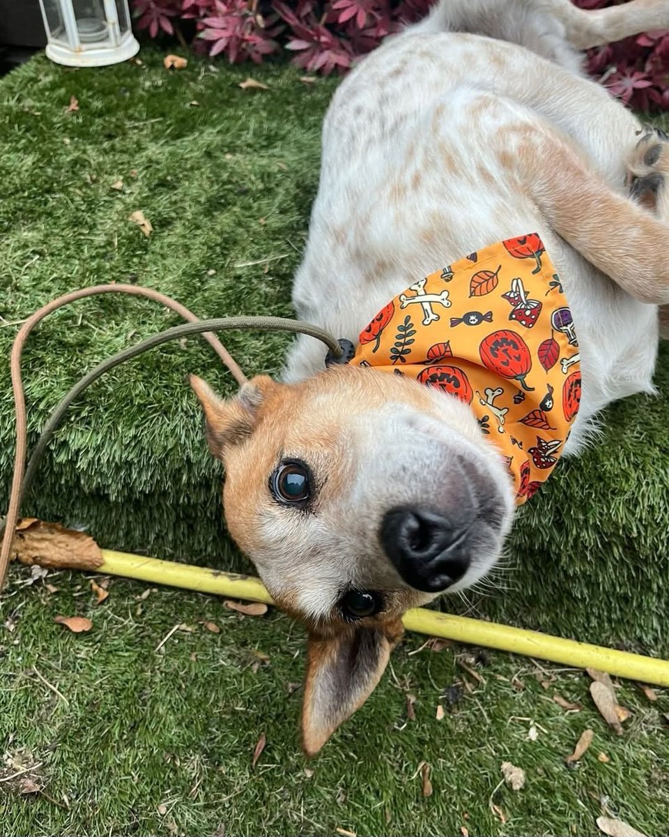 rescuedoggypaws's tweet image. Mr Raffles you are just so sweet, rapidly becoming a favourite in the kennels 
This is one of calmest, sweetest, soft natured boy they’ve ever had
He’s Cat, Dog, People friendly
doggydensukrescue.co.uk/rescue-applica…
#Nottinghamshire #mansfield #Sheffield #Worksop #Ollerton #Retford