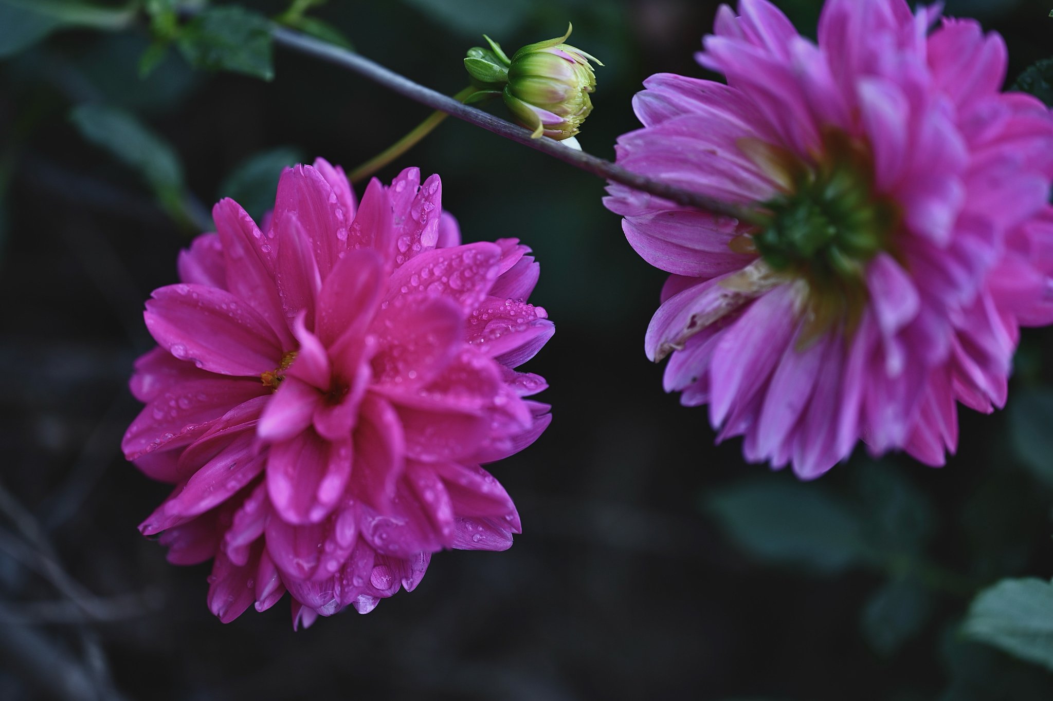 花花♡ページ　他の方購入不可 📸kazumi on X: 