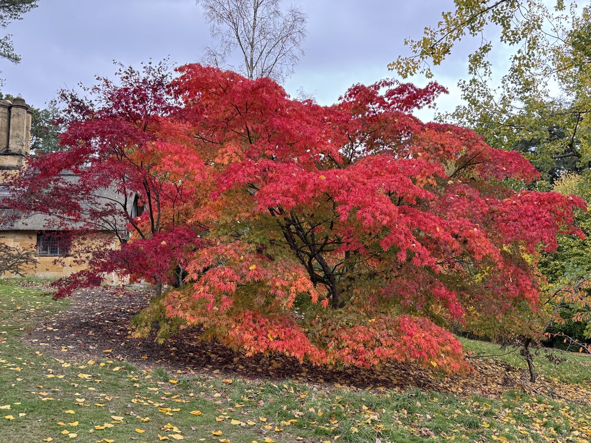 Mahmut Tör tweet media
