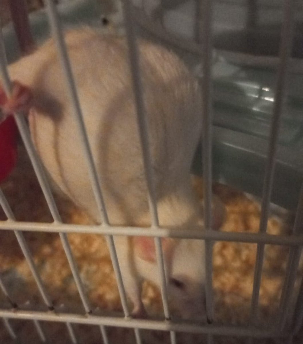mi rata está un poco gorda como la hago hacer ejercicio