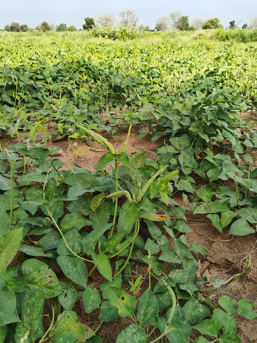 Diakhaté tweet media