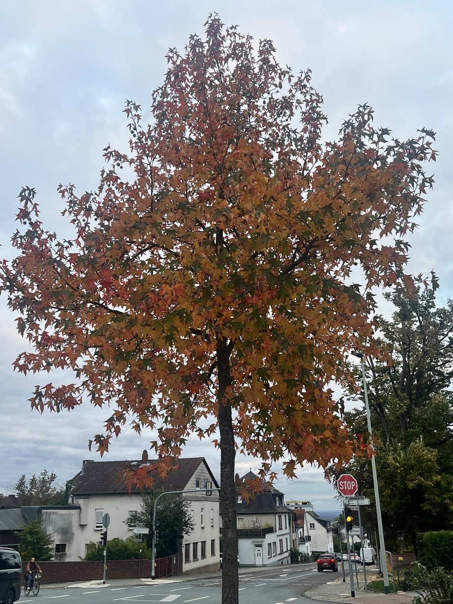 MSpantiou's tweet image. Φθινόπωρο 🍂 ο πιο τρυφερός πίνακας της φύσης