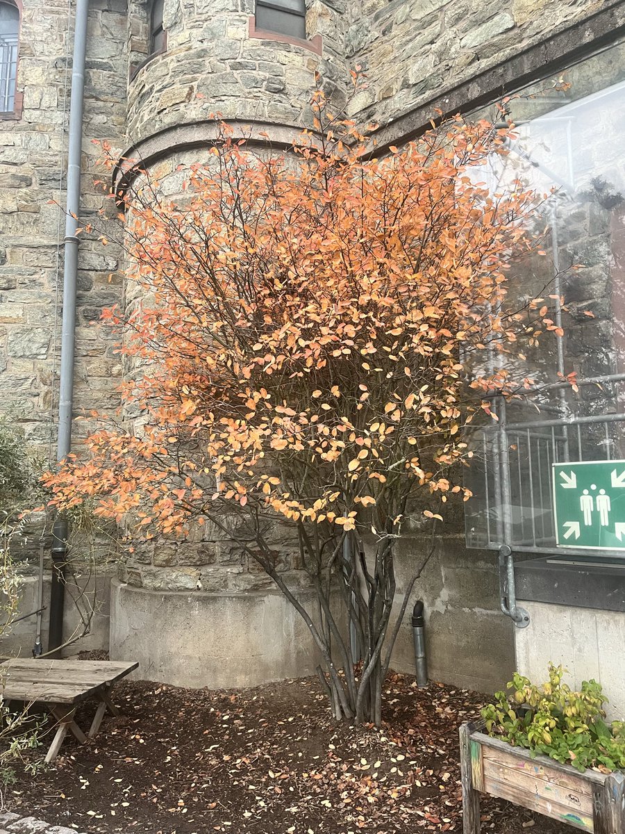 MSpantiou's tweet image. Φθινόπωρο 🍂 ο πιο τρυφερός πίνακας της φύσης