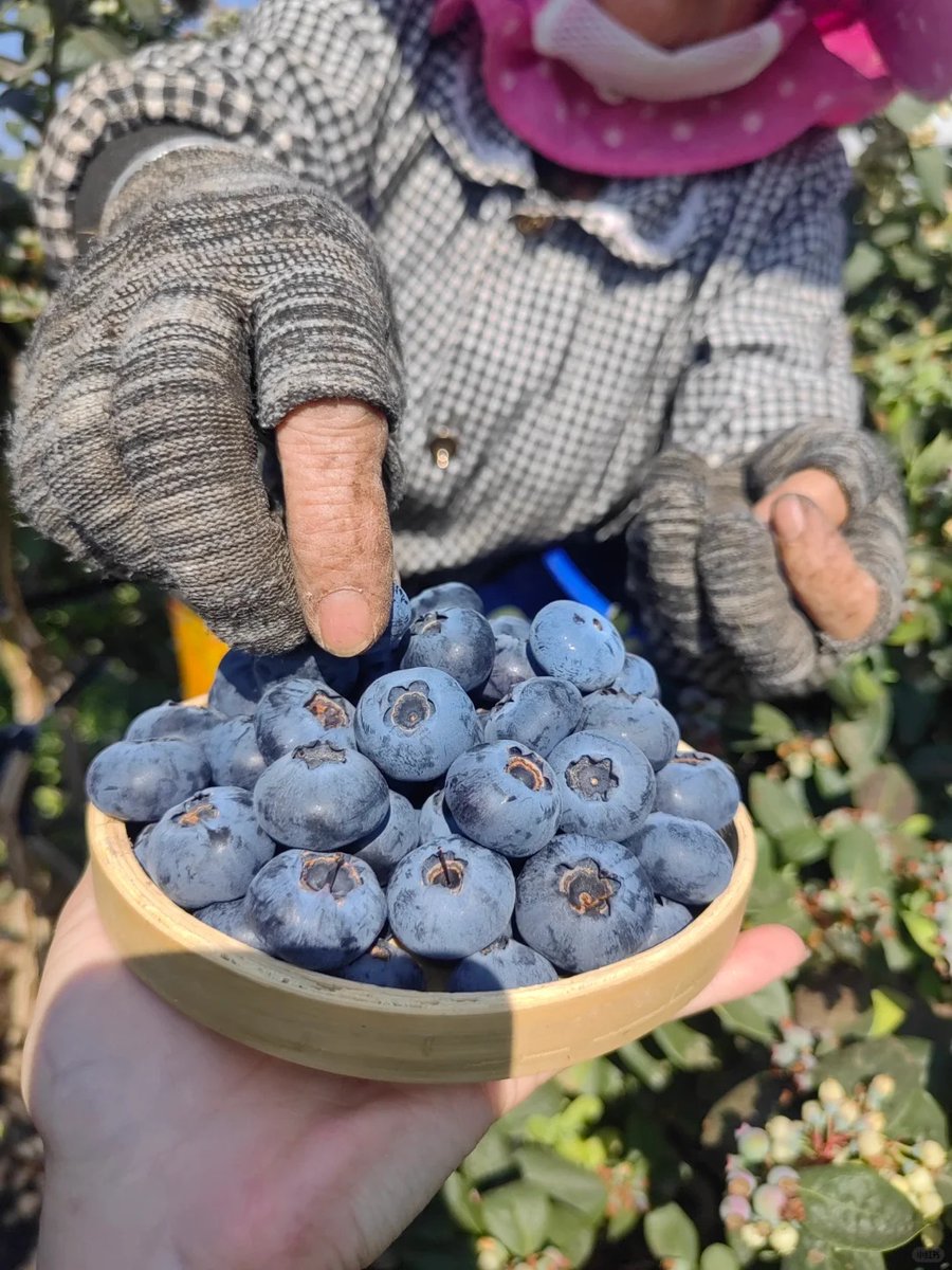 halisumar's tweet image. Weekend escape to a fruit nursery 🍇 Breathing in the freshness, slowing down my thoughts, and soaking in the sunshine ☀️ Because sometimes peace looks like this