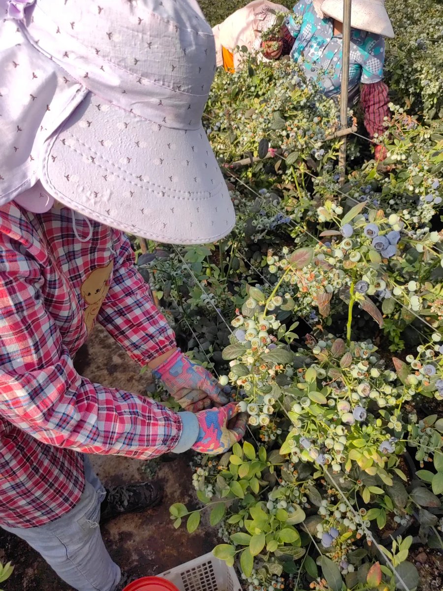 halisumar's tweet image. Weekend escape to a fruit nursery 🍇 Breathing in the freshness, slowing down my thoughts, and soaking in the sunshine ☀️ Because sometimes peace looks like this