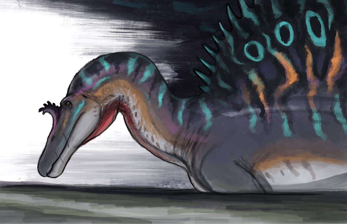 DTakeji's tweet image. Did a quick spinosaurus sketch for my friend’s birthday

#paleoart