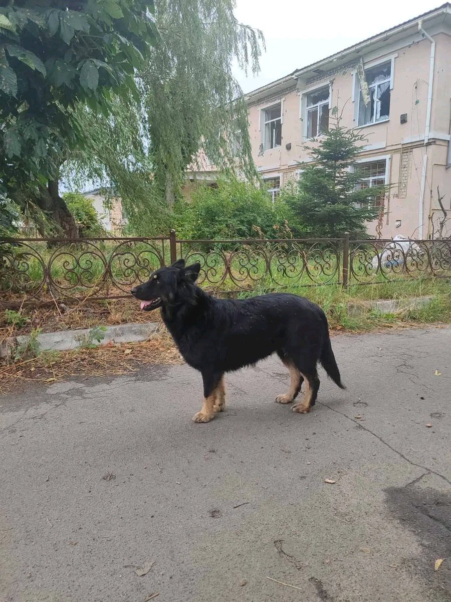 Proskoviia's tweet image. Чеська вівчарка шукає дім (не на ланцюг!!!) Дівчинка, стерилізована, 2 роки. Дуже розумна. Власник загинув на війні, його мама не витримала і теж померла за ним. Пес залишився один. Жила Дора у приватному будинку, НЕ на ланцюгу. Знаходиться у Києві.
+38067 777 73 97 Альона.