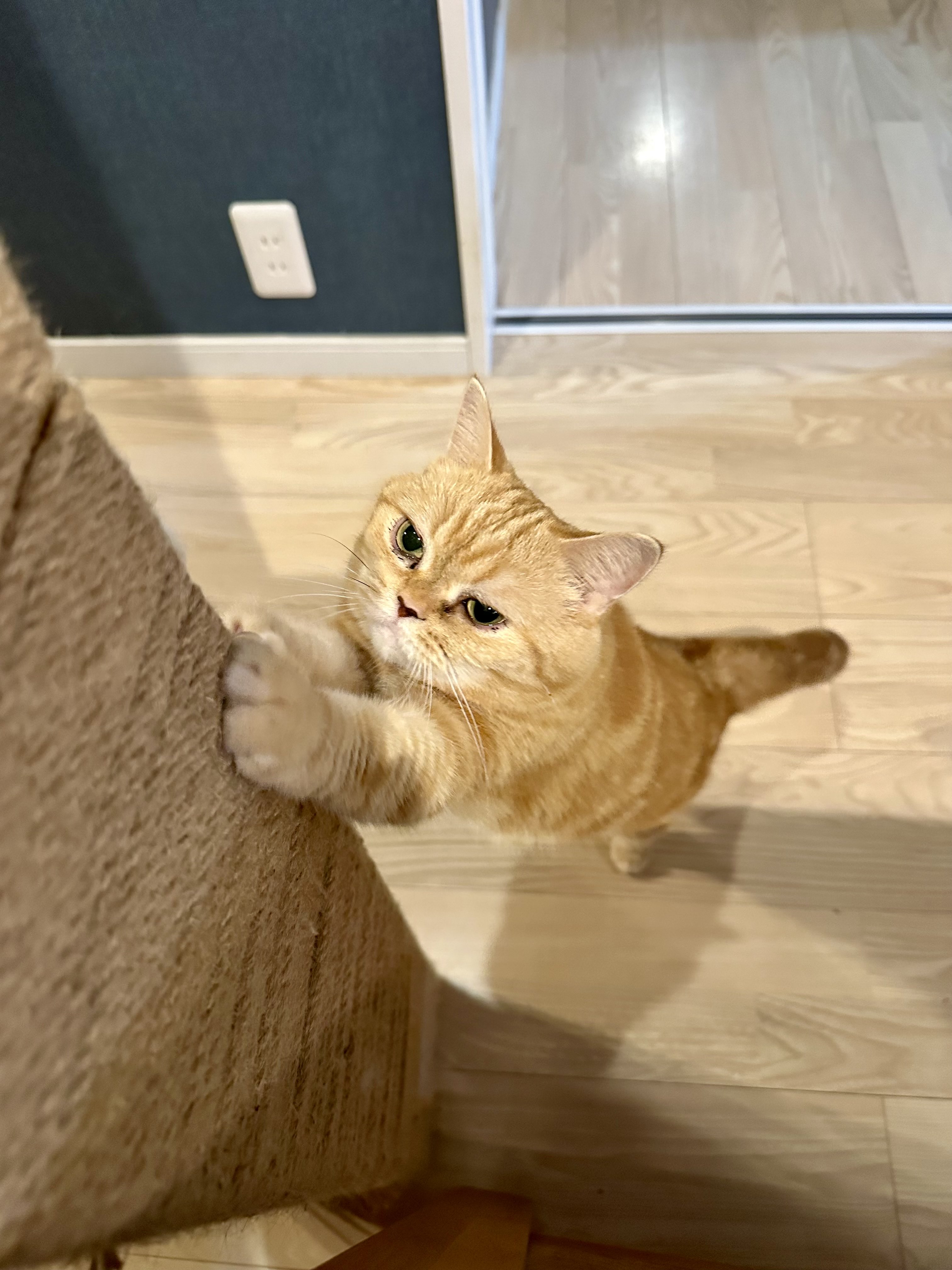 吉田屋本舗 on X: 