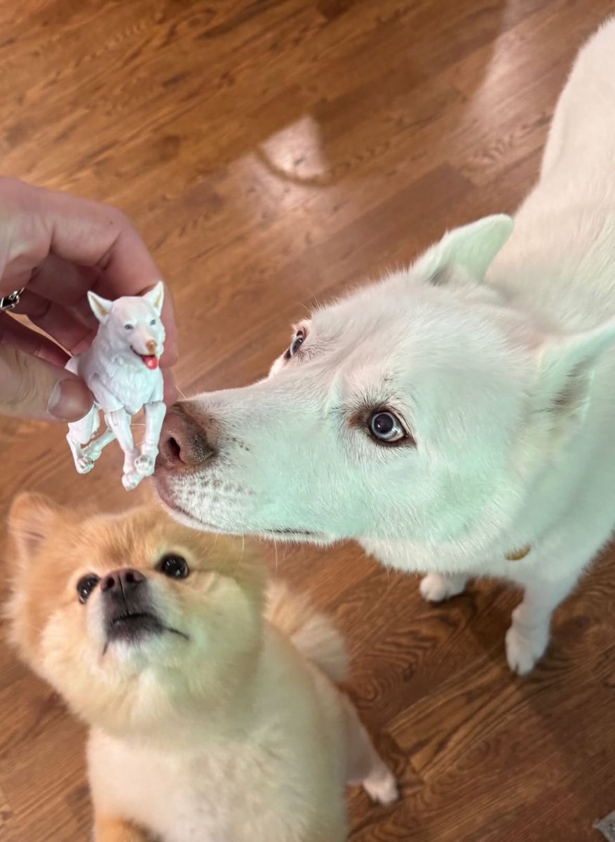 Cody Rhodes introduced Pharaoh to Pharaoh 😭