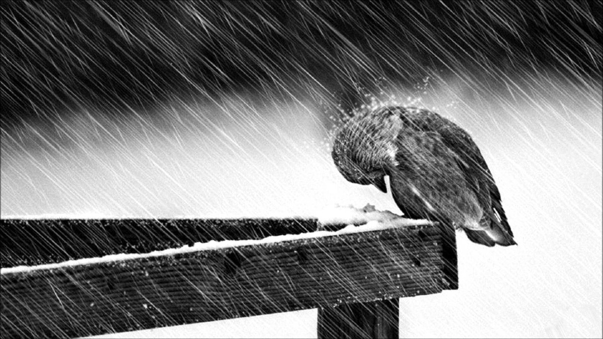 “Il Figlio dell’uomo, quando verrà, troverà la fede sulla terra?” Non serve interpellare le stelle. La risposta è personale e matura restando saldi anche nella tormenta #vangelodioggi