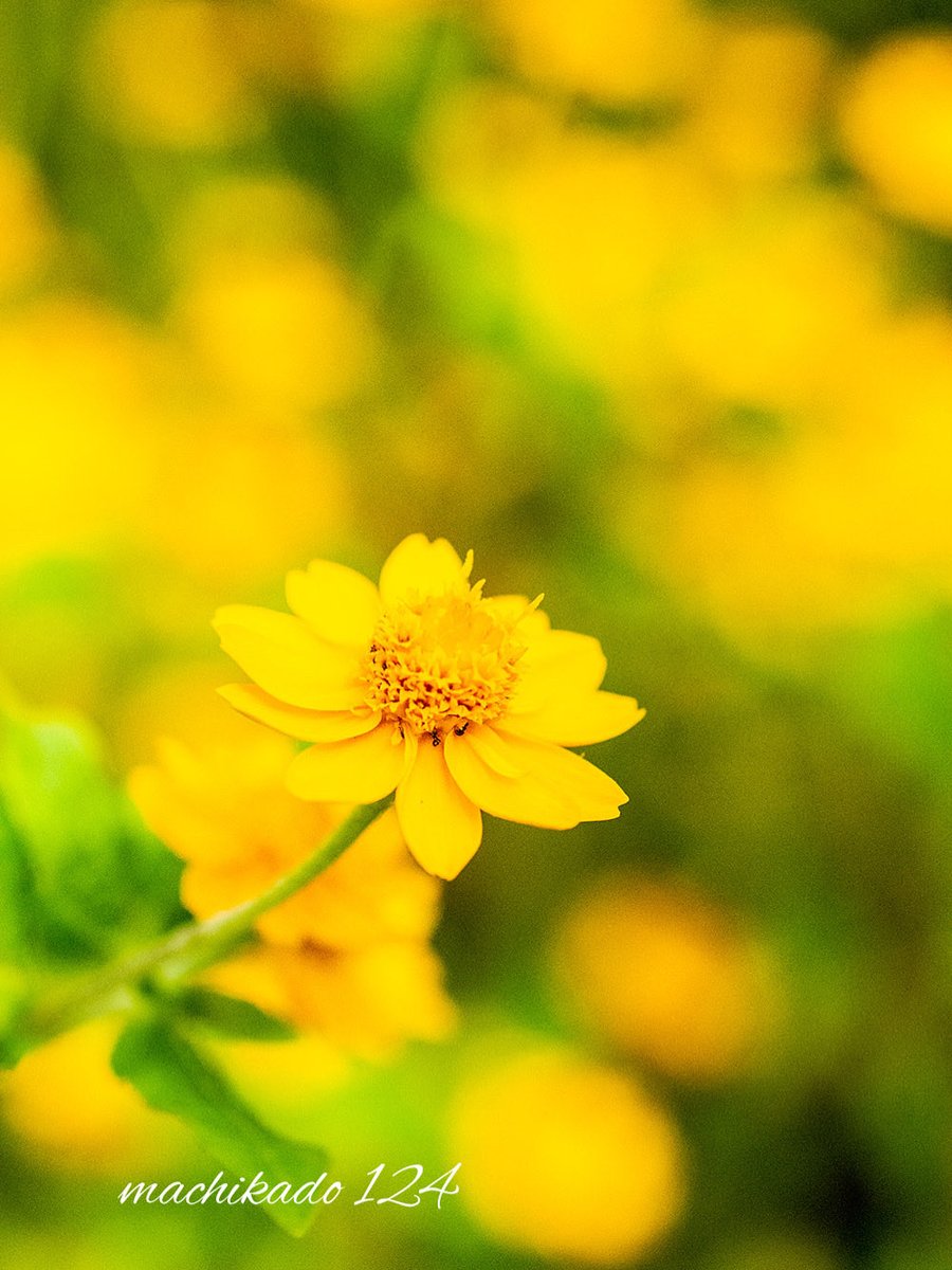 𝒎𝒂𝒄𝒉𝒊𝒌𝒂𝒅𝒐 on X