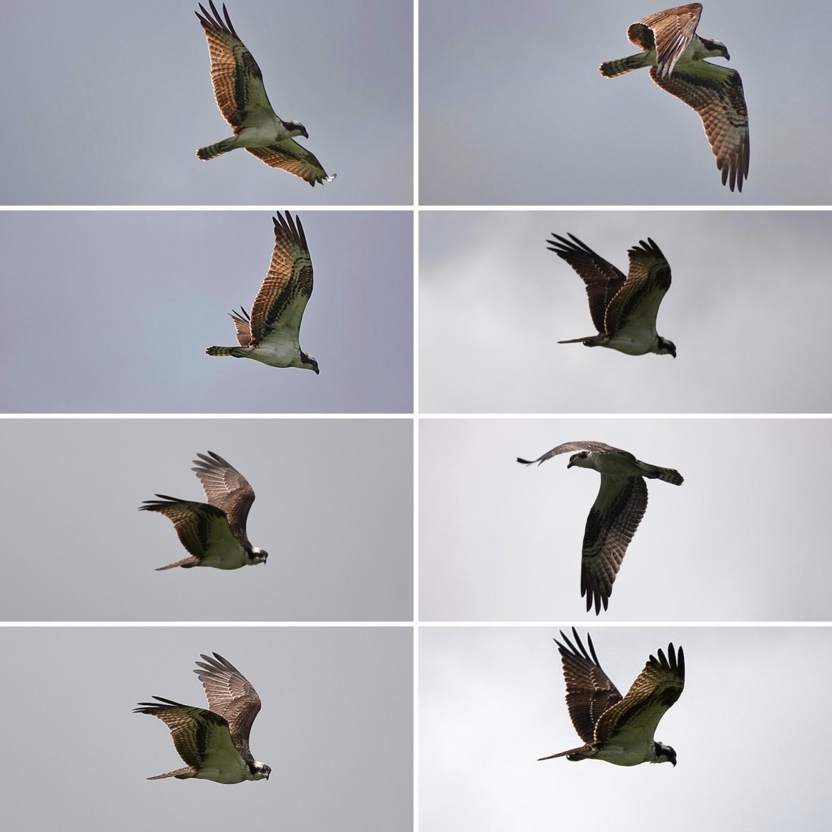 🦅 Águila pescadora
✍🏻 Pandion haliaetus
📍 Popayán, Cauca