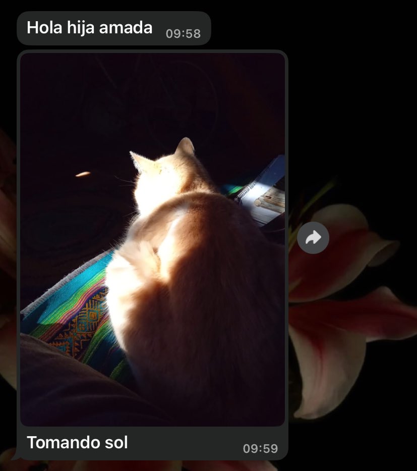 mi papá fan número uno d mi gato