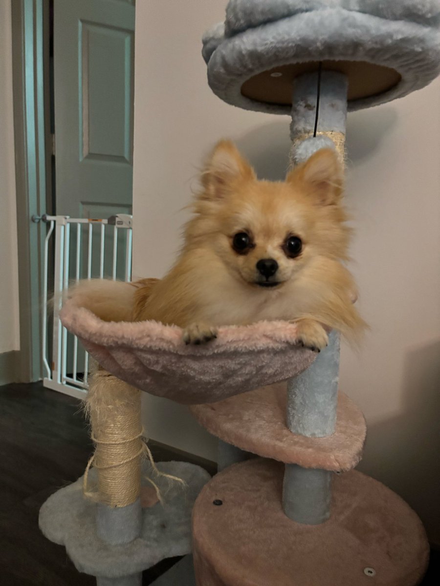 whatthedevil394's tweet photo. thinking about my puppy!!!!!!!! https://t.co/fSCzwYmgNO