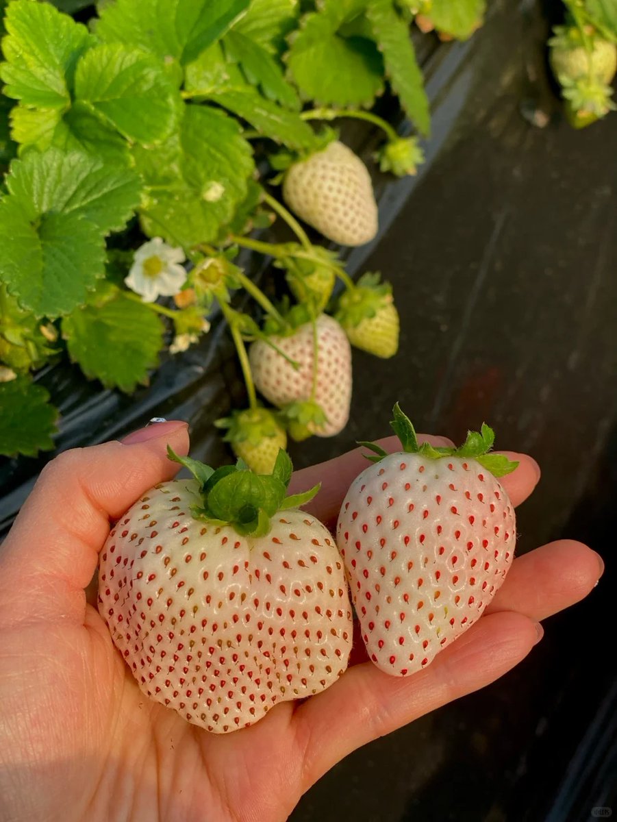 salaminaariel's tweet photo. A day well spent among colors, fragrances, and smiles 🍓Picking fruits felt like picking happiness itself! 🌞🍃Sometimes the smallest places hold the biggest joy https://t.co/4nVRNR5t2n