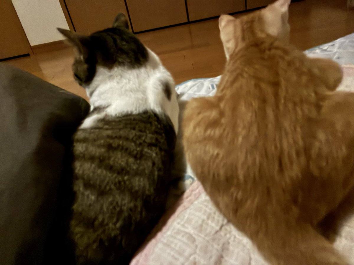 のんちゃん様 のんちゃん on X