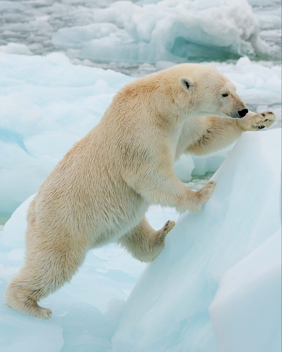 New Idol unlocked: Polar Bear 🐻‍❄️ + 💙

Today, XQUAD + X7 adopted a Polar Bear in RL to help protect one of Earth’s most vulnerable habitats.

🌍🐾

<a href="/wanghaejinx/">Wang Hae-Jin | Khin Park</a> <a href="/DemonixNiki/">NikiDemonix</a> <a href="/GbtkTaku/">GABRIEL (Secondlife store)</a> <a href="/LS_Moonites/">Luna 🇩🇴✊🏾♎👑</a>
