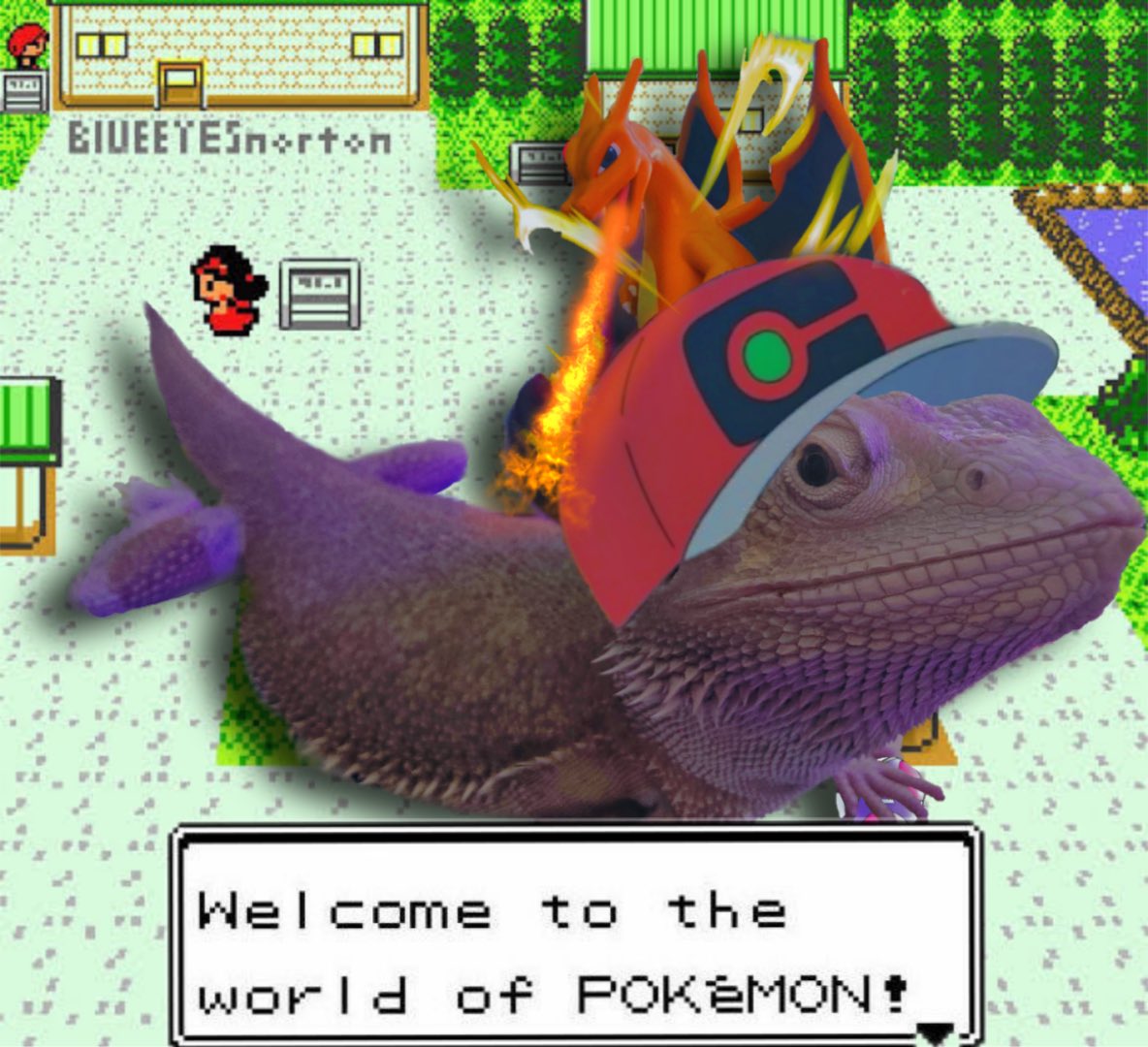 Willow Engel tweet media